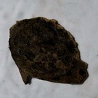 WAMSUTTER STROMATOLITE SLAB ~ 88 grams / rough agate jasper mineral rock Wyoming — photo 5