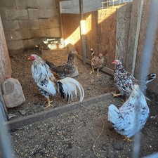 10 hatching eggs chicken