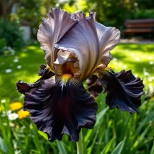 35 Rare Black & Bronze Iris Seeds – Striking Dual-Tone Blooms for Gardens