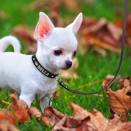 Personalized Dog Cat Collar DIY Name Letter Small Pet Puppy Bling Leather Collar - Picture 34 of 48