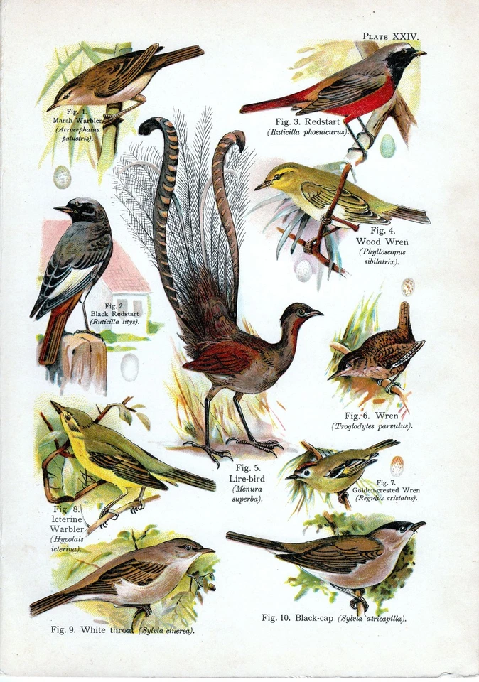 1908 Oiseau Imprimé ~ Bois Roitelet Lire-Bird Roitelet Black-Cap Warbler - Photo 1/1