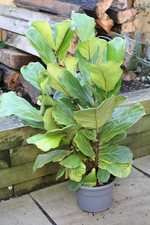 Large Ficus Lyrata (Fiddle Leaf Fig) Designer Indoor House Plant 90cm Tall