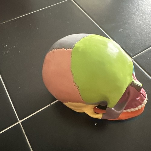 1:1 Menschlicher Kopf Modell Schule Lehrgerät - Bild 1 von 4