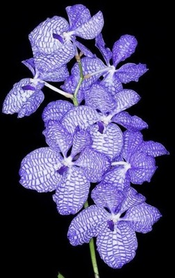 BLOW OUT SALE Vanda coerulea Species   BS Orchid