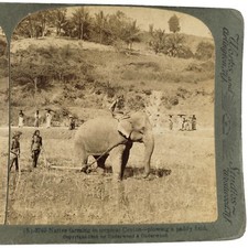 Elephant Paddy Field Stereoview c1902 Sri Lanka Ceilán granja de arroz A2063
