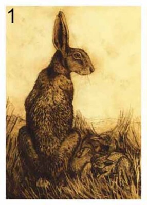 Anna Ravenscroft 6er Pack Hase Fine Art Grußkarten
