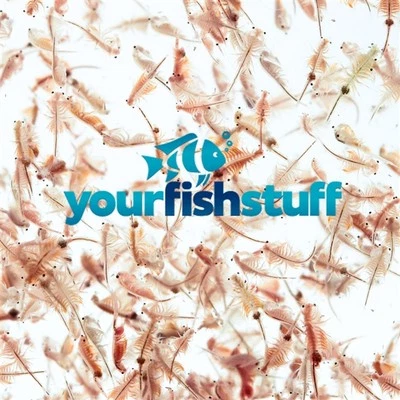 YFS Brine Shrimp Eggs (Artemia Cysts) Fresh 50grams of 90% Hatch