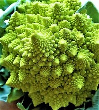  Romanesco Broccoli Seeds 200+ SEEDS NON-GMO --BUY 4 ITEMS FREE SHIPPING