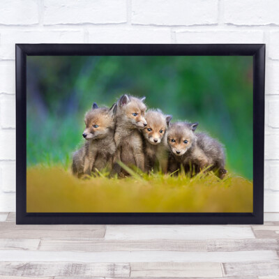 Fuchs Welpen Tiere niedliches Tier Füchse Umarmung zarter Kunstdruck