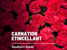 Etincellant Carnation Seeds, Heirloom Cut Flower, USA Grown