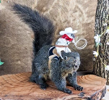 Cowboy real Mouse Riding Real Squirrel Cute Taxidermy Oddities Curiosities