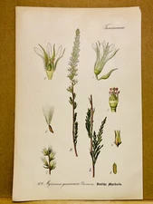 1886 ANTIQUE PICTURES LITHOGRAPH ART PRINT BOTANY FLOWER FLORA NATURE DECO PO...