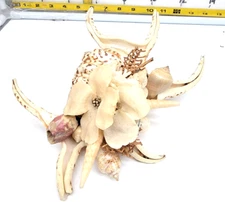 Beautiful Tiger Stripe Spider Conch Shell 7x8 with Shell medley arranged on top