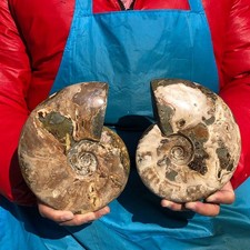 3.98LB 2pcs Natural Horn Screw Fossil Ammonite Conch Crystal Specimen Healing