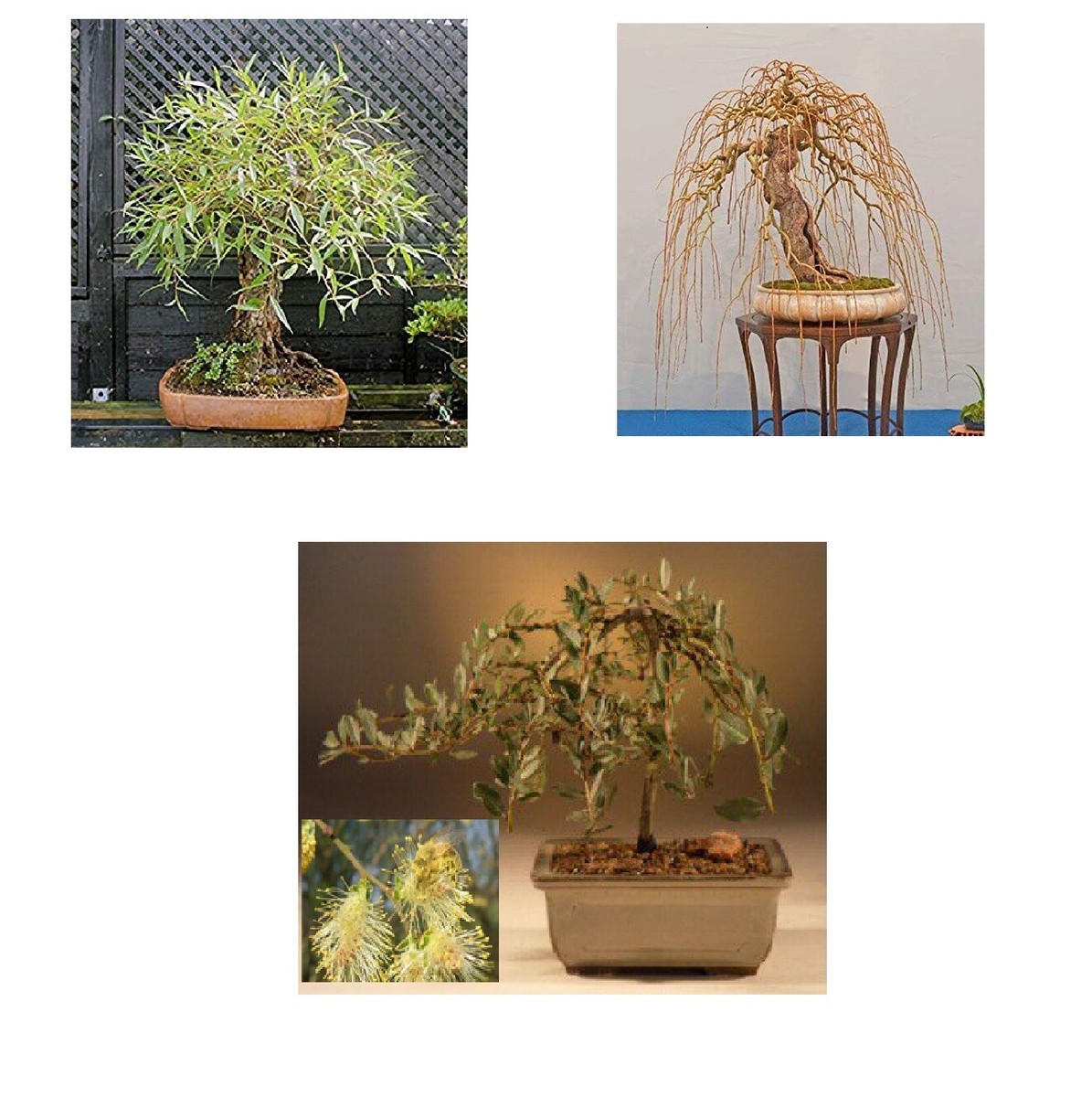 Ultimate Willow Bonsai Bundle - 9 types of Willow Bonsai Material - Exotic,  Rare | eBay