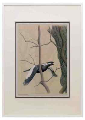 William Zimmermann Sj WbZ 26 Elfenbein Schnabelspecht 1 A3 A4 gerahmter Druck Bild