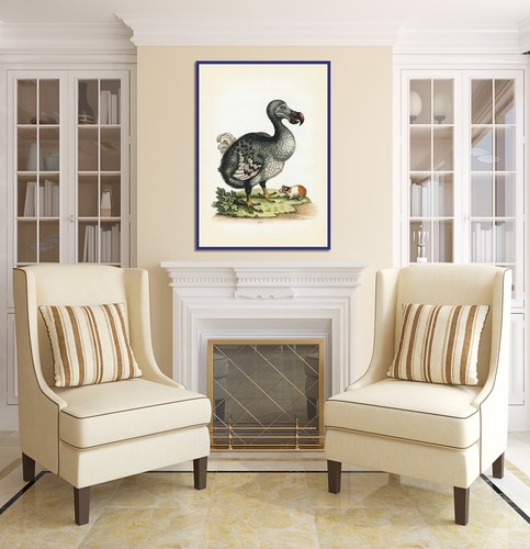Dodo Dronte Raphus cucullatus bird antique print George Edwards 1758 art poster - Picture 13 of 16