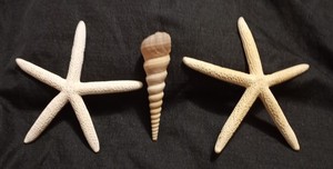 2 Genuine Naturally Dried 6" Starfish Nautical Sea Specimen & 5" Spiral Shell