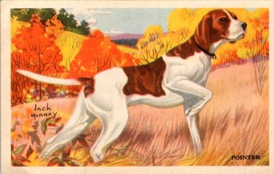Educational Card Our Friend The Dog Pointer Breed Jack Murray Art 1940s