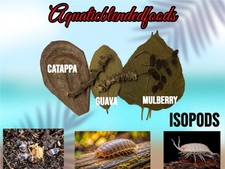 Isopods Tank Leaves Catappa Mulberry Guava Bananna Stems Blackwater Aquarium