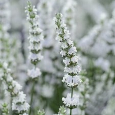Lavender exceptional plug plants fragrant white flowers perennial pack of 3