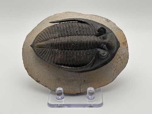 Trilobite Fossil, Zlichovaspis (Odontochile) from Morocco #1 free shipping to US