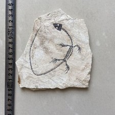 #1140.Jurassic Paleontological Fossil Manchurian Turtle Fossil