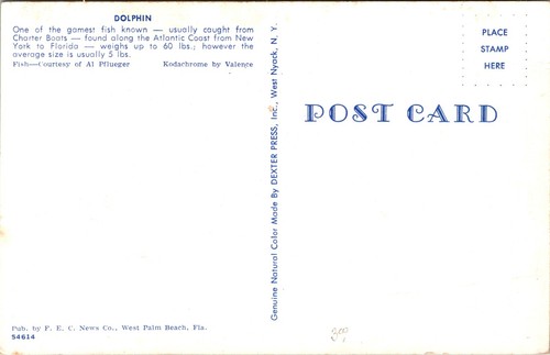 Dolphin Game Fish mounted Florida Postcard - Picture 2 of 2