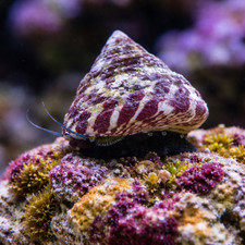 1  Trochus Snails Trochus histrio   Hardy Reef Algae Grazing Clean-Up Crew