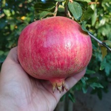 100++ Organic Red Pomegranate Seedss (Punica granatum) Fast Growing
