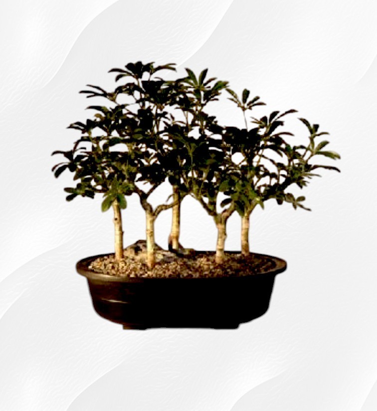 Arboricola Schefflera Hawaiian Umbrella 5 Tree Forest Bonsai 10" Tall Live  Plant | eBay