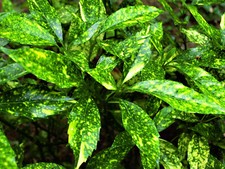 Aucuba japonica 30 SEEDS!