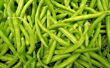 CONTENDER BUSH GREEN BEAN SEEDS 2.0oz 100 + SEEDS AWESOME