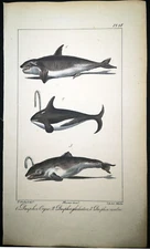 1834,P.L.OUDART ORIGINAL ENGR. FINE ANTiQUE WATERCOLOURING ON RARE DOLPHINS Y1X
