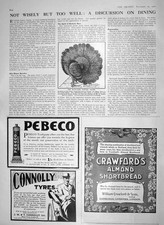 Old Antique Print 1910 Blue-Laced Fantail Pigeon Crystla Palace Connolly 20th