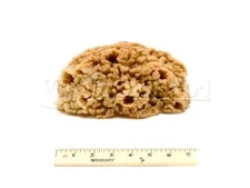 Natural Painting Sea Sponge 6-7in Size