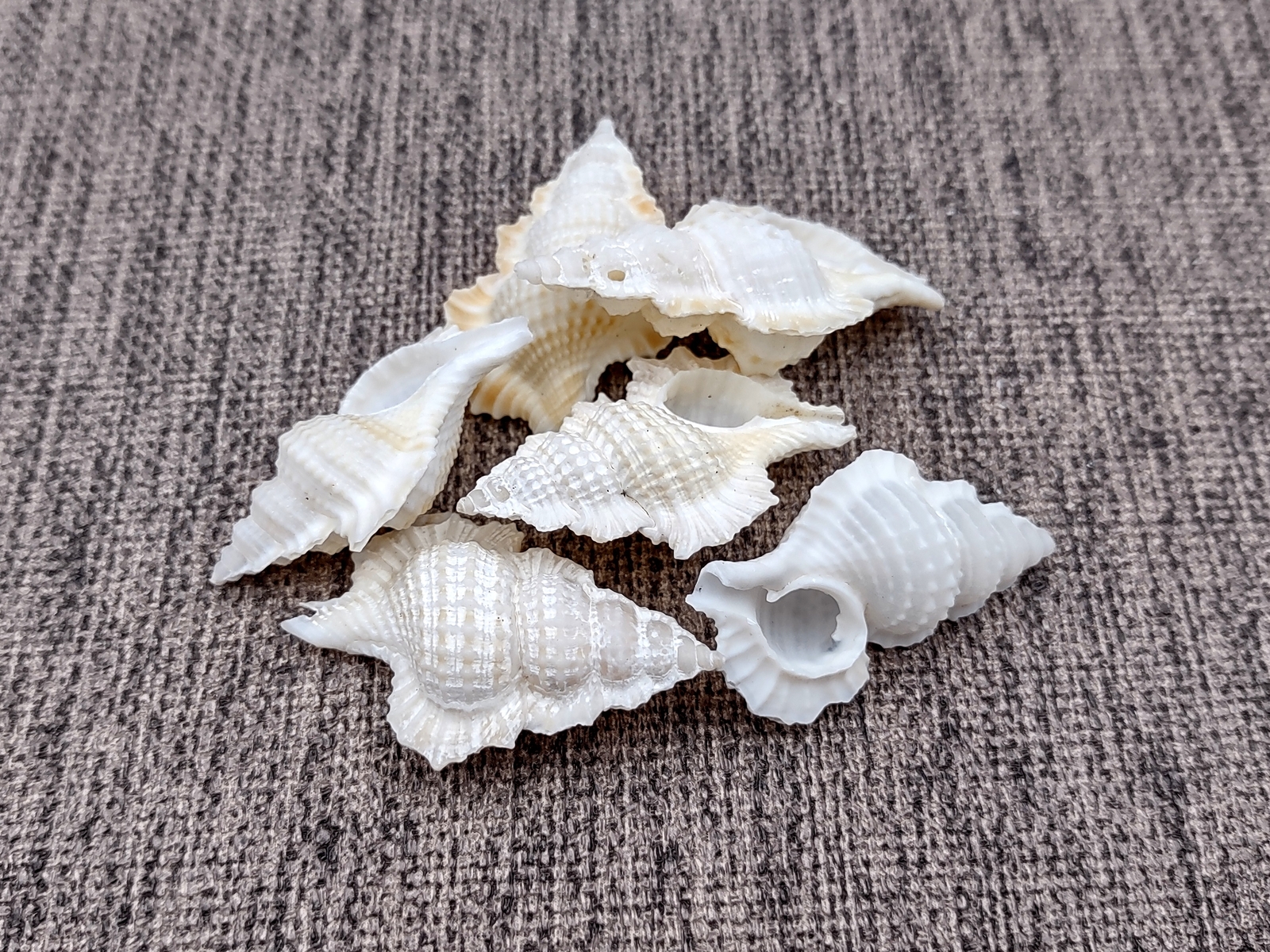Maple Leaf Frog Seashells Creamy White (6 shells approx. 1+ inches)