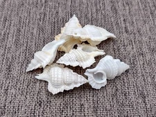Maple Leaf Frog Seashells Creamy White (6 shells approx. 1+ inches)