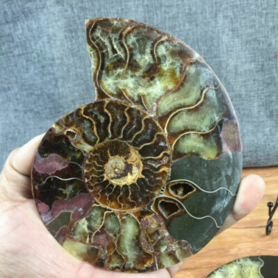 TOP 200G+ Natural ammonite fossil conch crystal specimen healing care