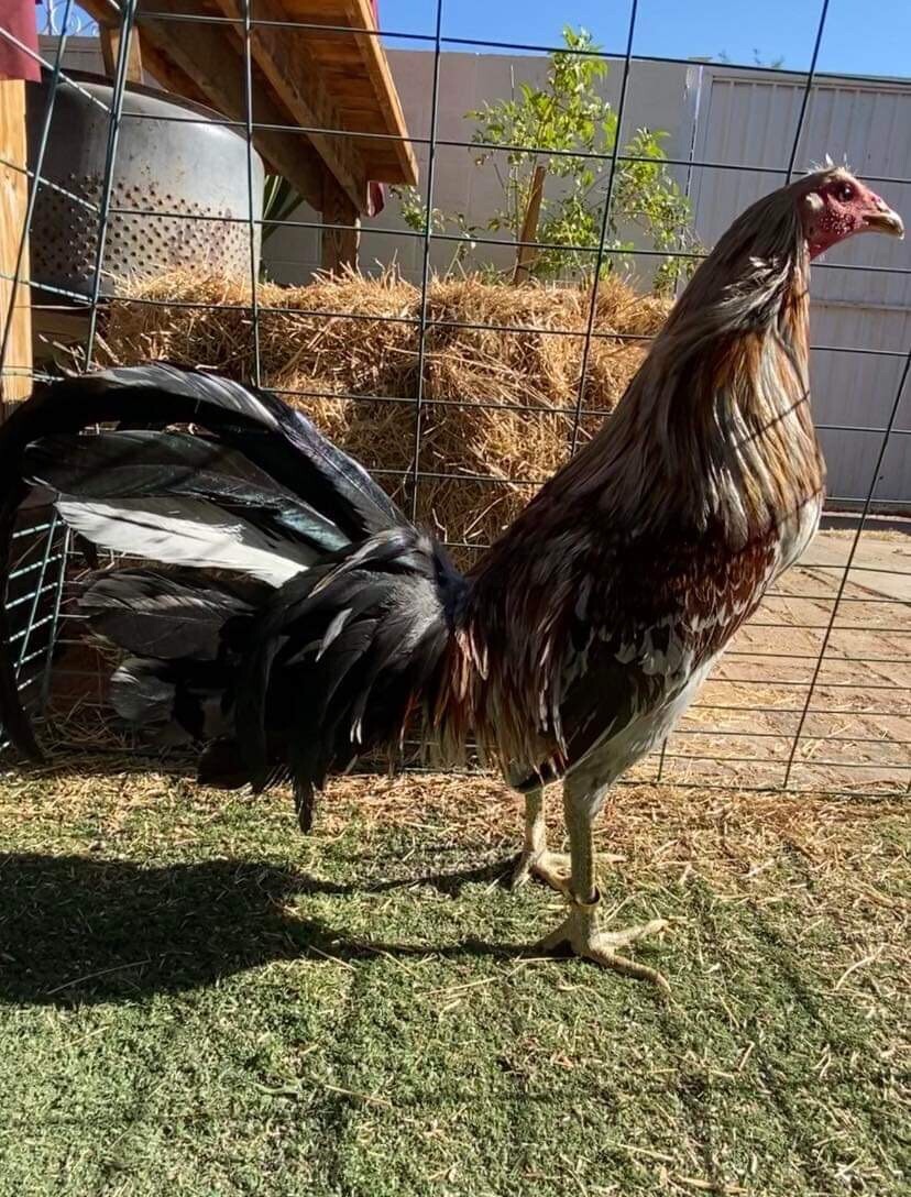 1 Fowl Egg Chicken Hatching Eggs eBay