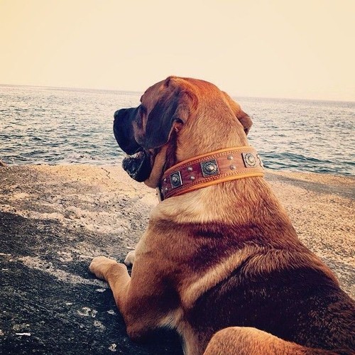 Bestia studded dog collar. 2.5 inch wide. Hand made in Europe. Top quality. XXL - Picture 7 of 11