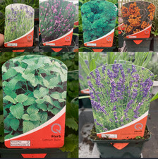 Edible herb garden plants 9cm pot Dill Parsley Sage Mint Chamomile Thyme Catmint