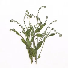 12PCS Pressed Dried leaf, leaves with stem, Natural Wild Forget me not FSS113
