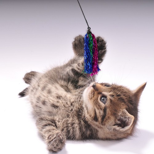 Repuesto de varita de gato 5 piezas para accesorios de recarga de varita de gato para mascotas borla de plástico - Imagen 6 de 7