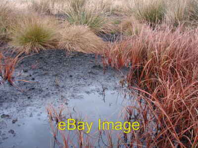 Photo 6x4 Winter Colours Moorends The last place I expected to see reds g c2007