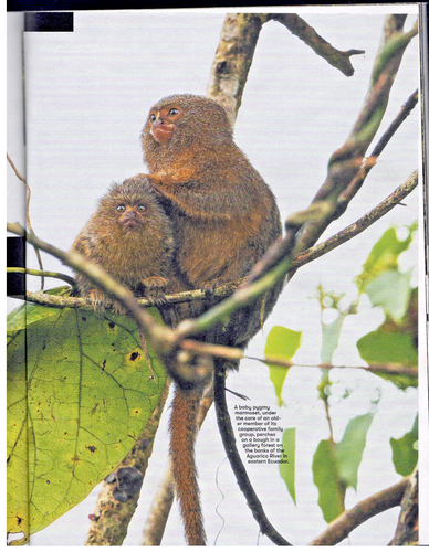Smithsonian Magazin Februar 2025 kleinster Affe der Welt, Steinzeitgeheimnisse + - Bild 5 von 18