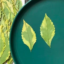 Dried Pressed leaf,dry leaf,Natural dried leaves 10PCS