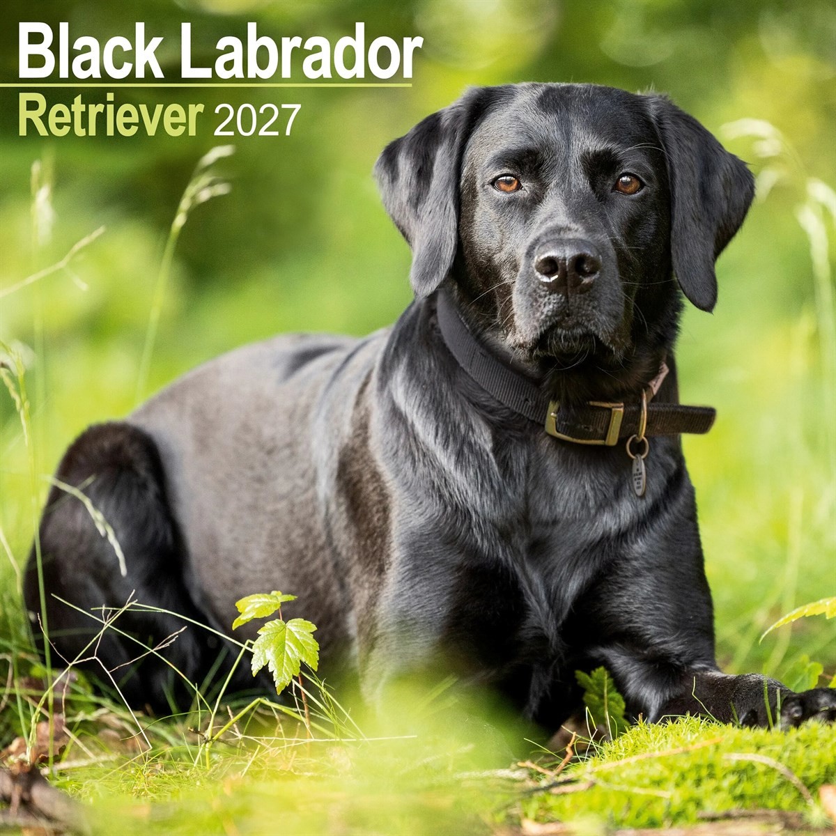 Black Labrador Retriever Calendar 2027, Wall Calendars, Month To View, Gift