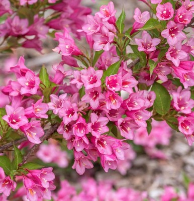 Weigelie Ruby Queen 40-60cm - Weigela florida
