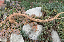 Large Driftwood Manzanita Aquascape Aquarium Terrarium Bonsai Reptile